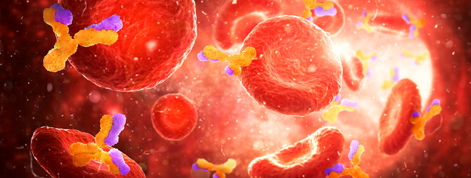 globuli rossi sistema immunitario